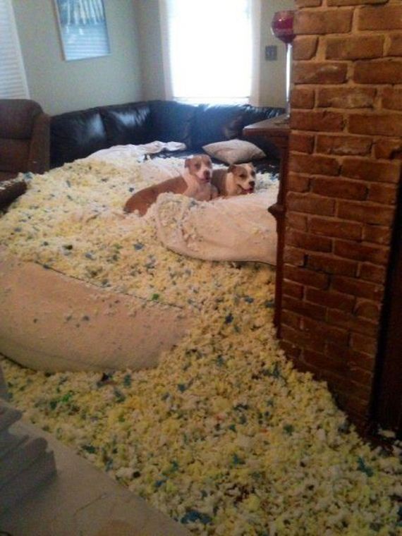 funny-pictures-859