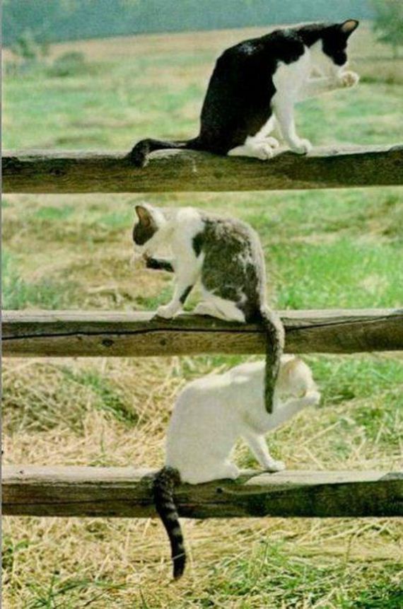 funny-pictures-859