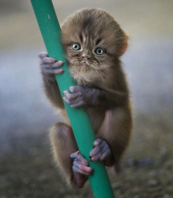 funny-pictures-864