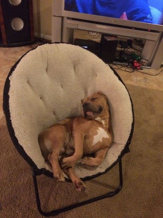 funny-pictures-865
