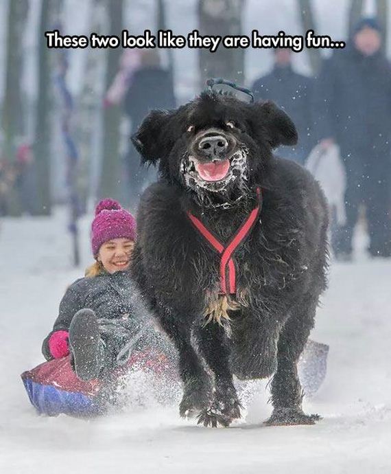 funny-pictures-874