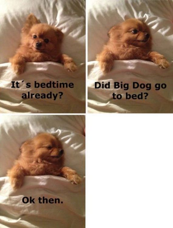 funny-pictures-875