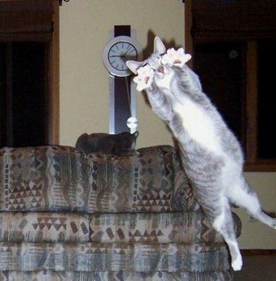 funny-pictures-875