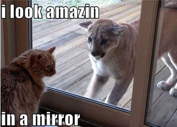 funny-pictures-875