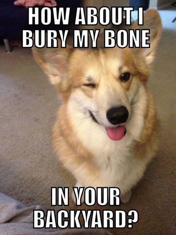 funny-pictures-875