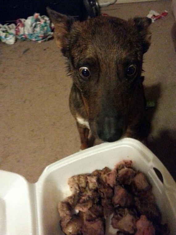 funny-pictures-875
