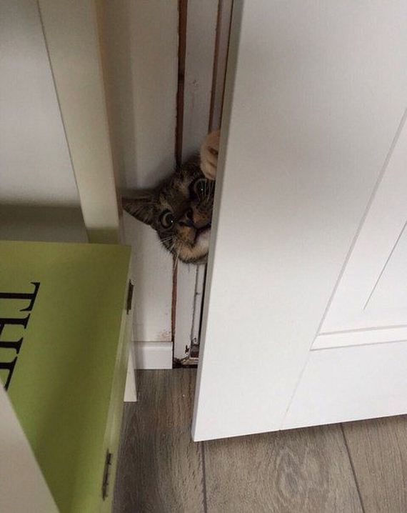 funny-pictures-876