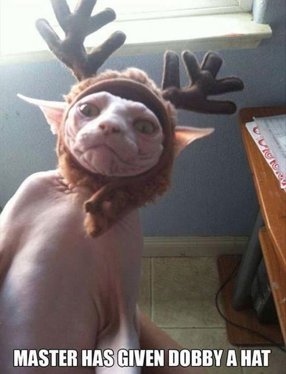 funny-pictures-876