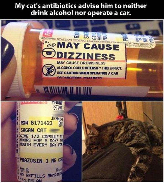 funny-pictures-876