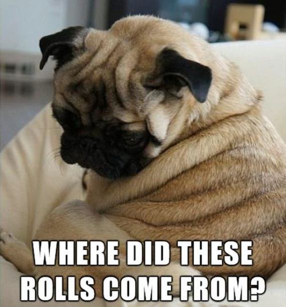 funny-pictures-876