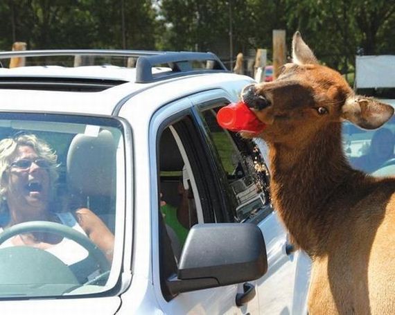 funny-pictures-877