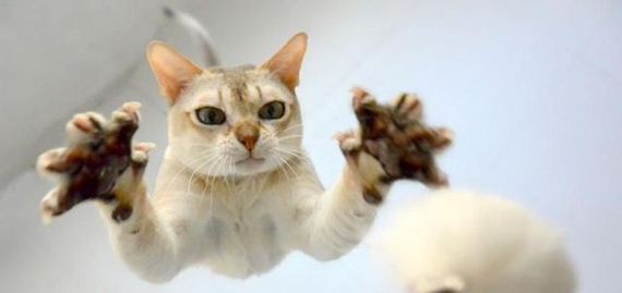 funny-pictures-878