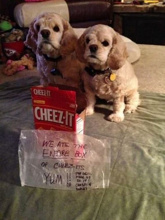 funny-pictures-879