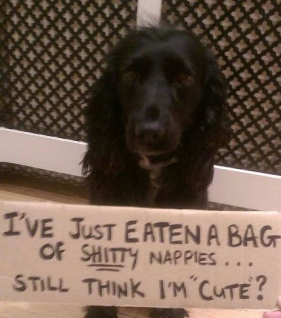 funny-pictures-880