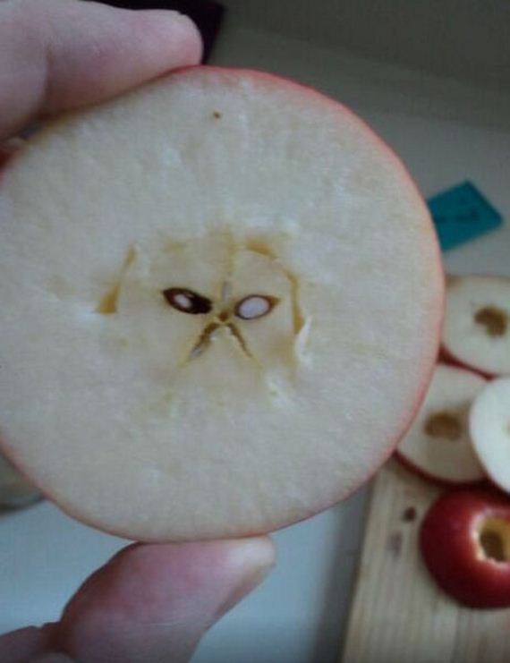 funny-pictures-881