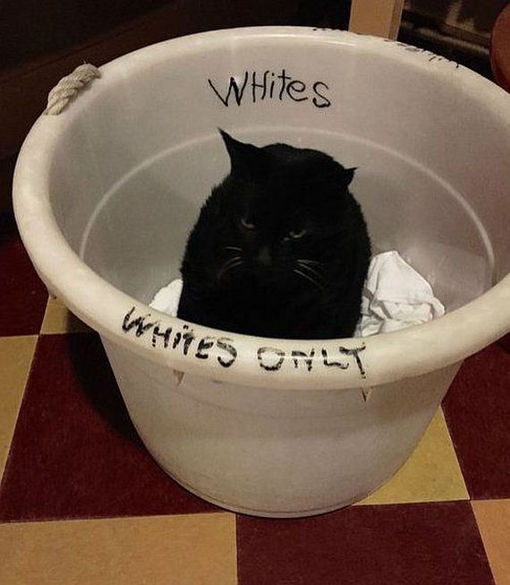 funny-pictures-882