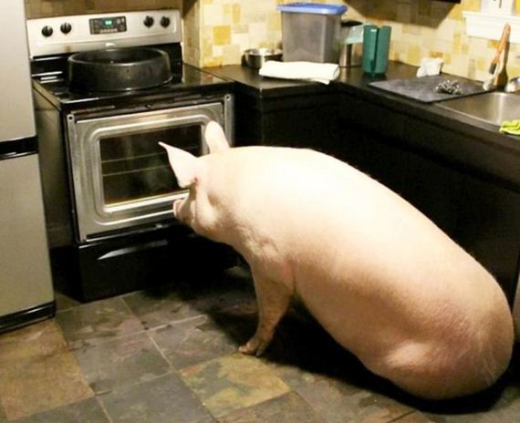 funny-pictures-883