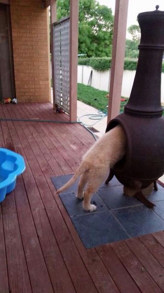 funny-pictures-884
