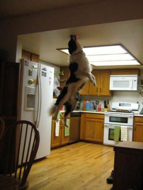 funny-pictures-885