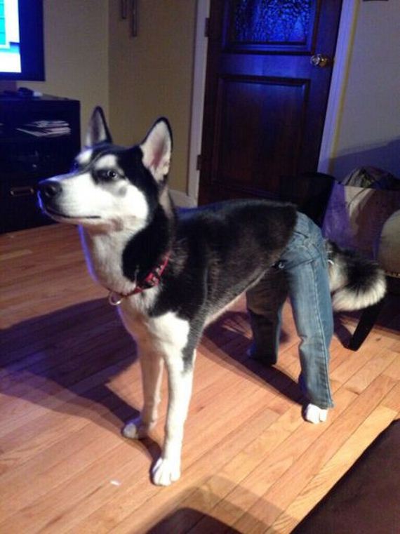 funny-pictures-885
