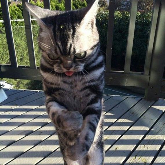 funny-pictures-887