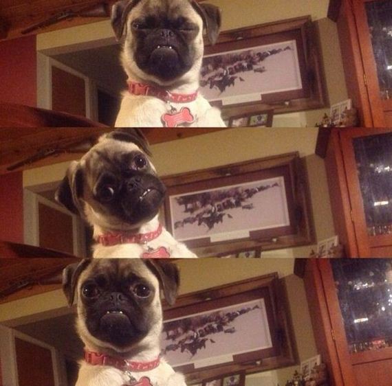 funny-pictures-890