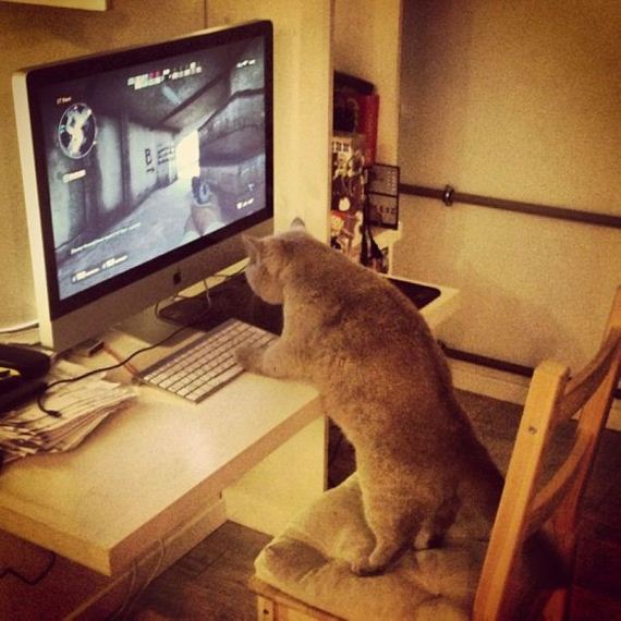 funny-pictures-890