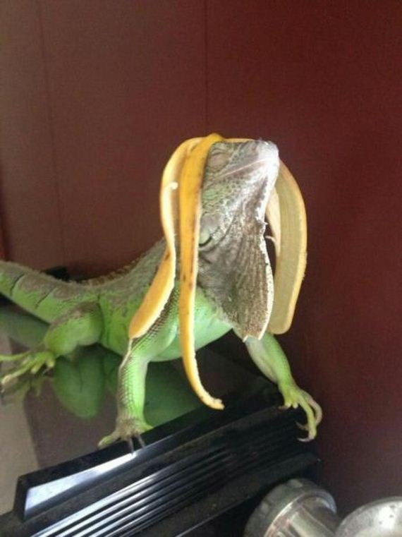 funny-pictures-890