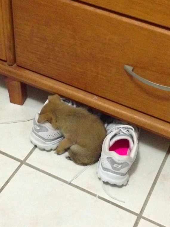 funny-pictures-901
