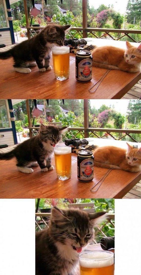 funny-pictures-908