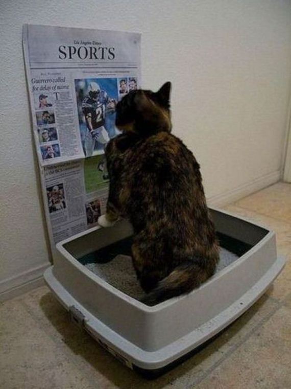 funny-pictures-909