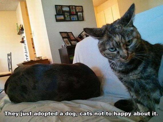 funny-pictures-911