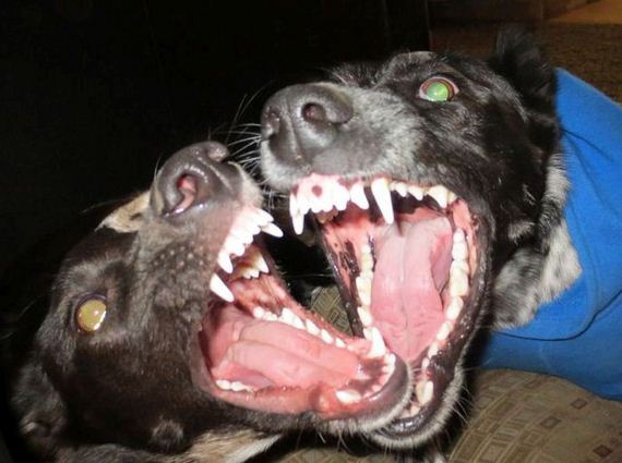 funny-pictures-914