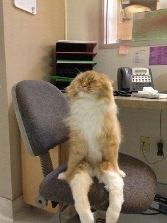 funny-pictures-915
