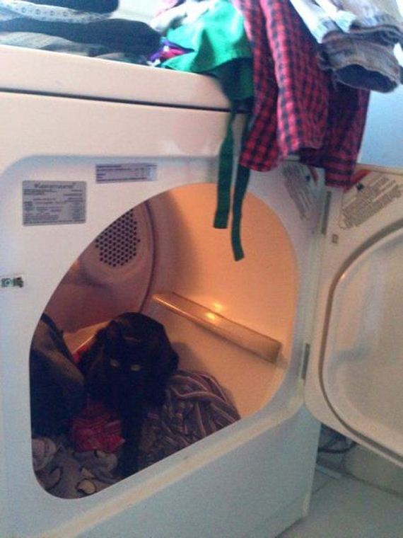 funny-pictures-915