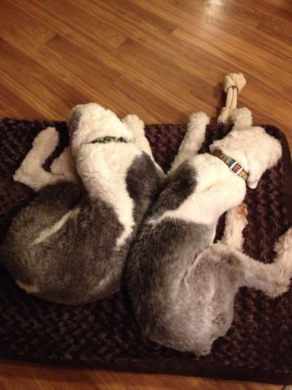 funny-pictures-917