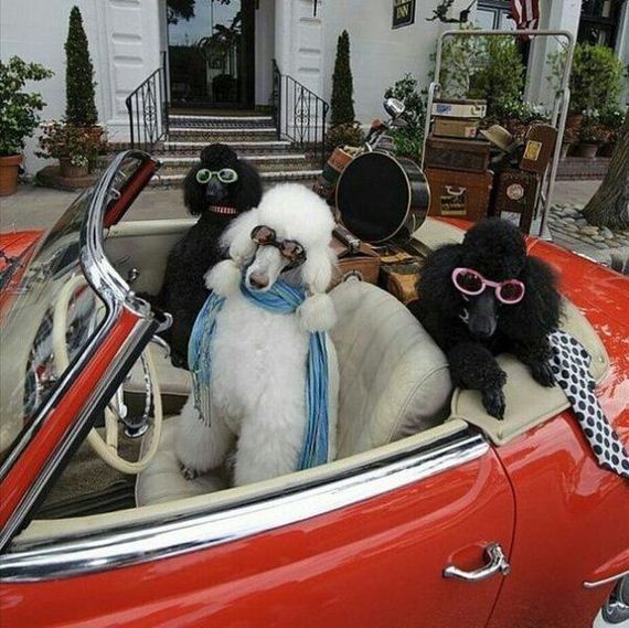 funny-pictures-917