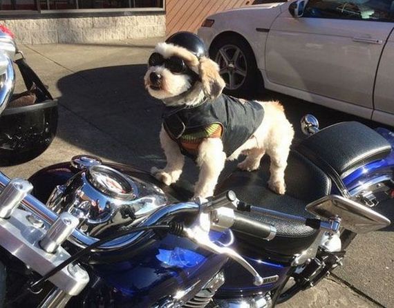 funny-pictures-918