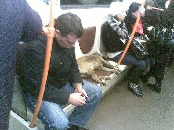 funny-pictures-918