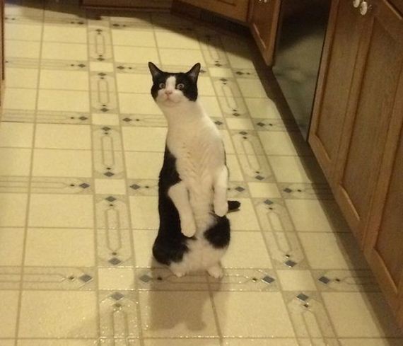 funny-pictures-918