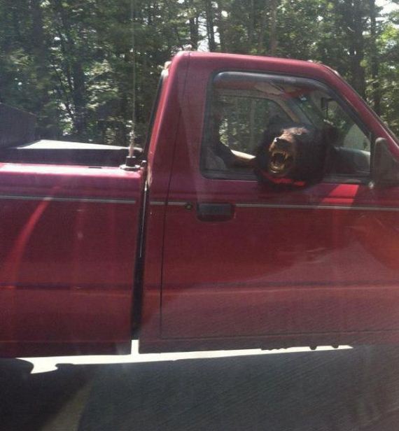 funny-pictures-919