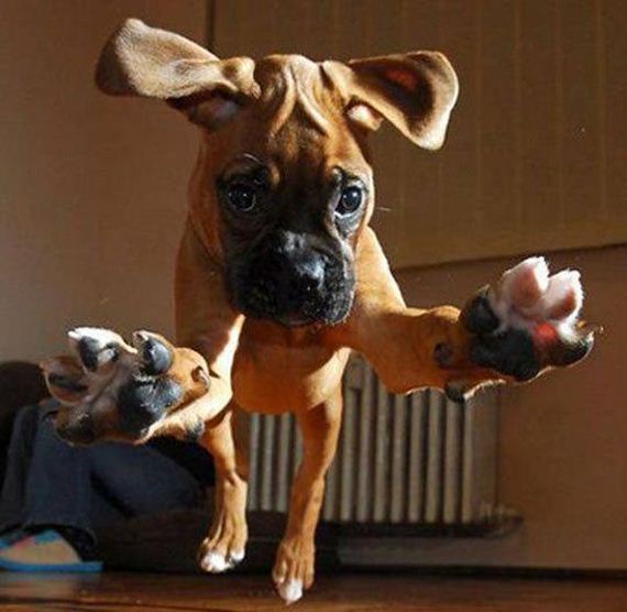 funny-pictures-919