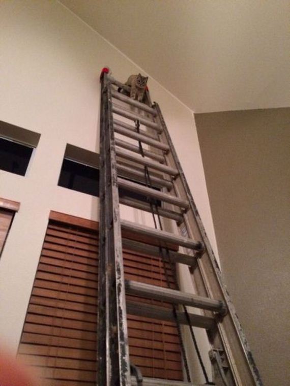 funny-pictures-924