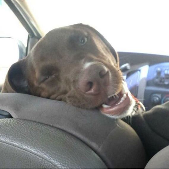 funny-pictures-927