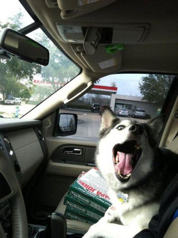 funny-pictures-927
