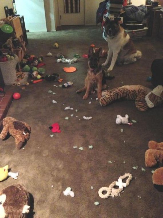 funny-pictures-930