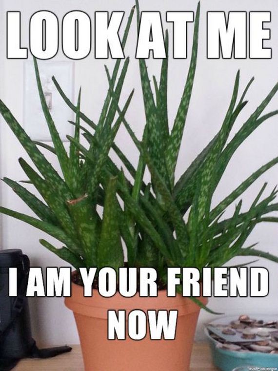 funny-pictures-931