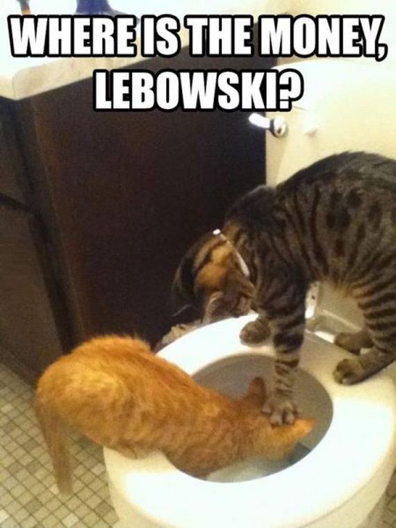 funny-pictures-931