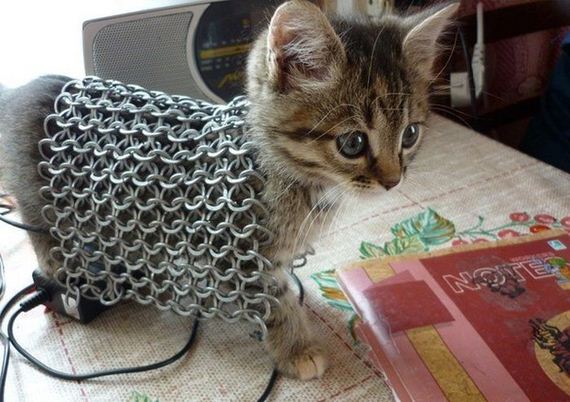 funny-pictures-932