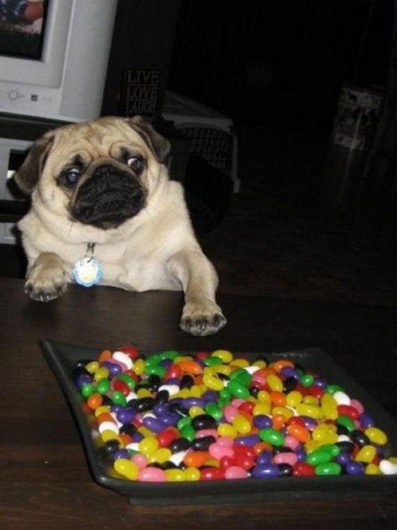 funny-pictures-932